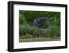 Bornean Pygmy Elephant (Elephas Maximus Borneensis)-Craig Lovell-Framed Photographic Print