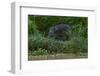 Bornean Pygmy Elephant (Elephas Maximus Borneensis)-Craig Lovell-Framed Photographic Print