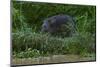 Bornean Pygmy Elephant (Elephas Maximus Borneensis)-Craig Lovell-Mounted Photographic Print