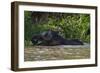 Bornean Pygmy Elephant (Elephas Maximus Borneensis)-Craig Lovell-Framed Photographic Print