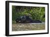 Bornean Pygmy Elephant (Elephas Maximus Borneensis)-Craig Lovell-Framed Photographic Print