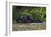 Bornean Pygmy Elephant (Elephas Maximus Borneensis)-Craig Lovell-Framed Photographic Print