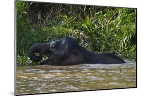 Bornean Pygmy Elephant (Elephas Maximus Borneensis)-Craig Lovell-Mounted Photographic Print