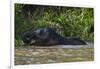 Bornean Pygmy Elephant (Elephas Maximus Borneensis)-Craig Lovell-Framed Photographic Print