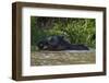 Bornean Pygmy Elephant (Elephas Maximus Borneensis)-Craig Lovell-Framed Photographic Print