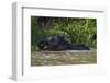 Bornean Pygmy Elephant (Elephas Maximus Borneensis)-Craig Lovell-Framed Photographic Print