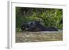 Bornean Pygmy Elephant (Elephas Maximus Borneensis)-Craig Lovell-Framed Photographic Print