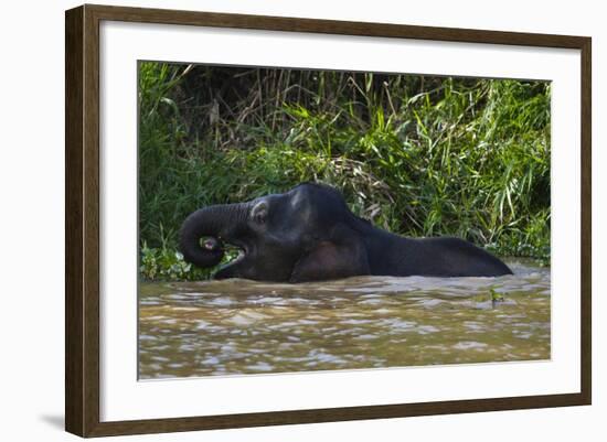 Bornean Pygmy Elephant (Elephas Maximus Borneensis)-Craig Lovell-Framed Photographic Print