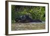 Bornean Pygmy Elephant (Elephas Maximus Borneensis)-Craig Lovell-Framed Photographic Print