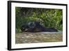 Bornean Pygmy Elephant (Elephas Maximus Borneensis)-Craig Lovell-Framed Photographic Print