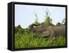 Bornean Pygmy Elephant Threshing Food, Sukau, Sabah, Borneo-Tony Heald-Framed Stretched Canvas