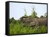 Bornean Pygmy Elephant Threshing Food, Sukau, Sabah, Borneo-Tony Heald-Framed Stretched Canvas