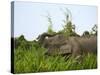 Bornean Pygmy Elephant Threshing Food, Sukau, Sabah, Borneo-Tony Heald-Stretched Canvas