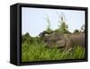 Bornean Pygmy Elephant Threshing Food, Sukau, Sabah, Borneo-Tony Heald-Framed Stretched Canvas