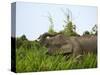 Bornean Pygmy Elephant Threshing Food, Sukau, Sabah, Borneo-Tony Heald-Stretched Canvas