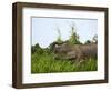 Bornean Pygmy Elephant Threshing Food, Sukau, Sabah, Borneo-Tony Heald-Framed Photographic Print