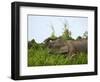 Bornean Pygmy Elephant Threshing Food, Sukau, Sabah, Borneo-Tony Heald-Framed Photographic Print