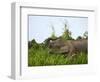 Bornean Pygmy Elephant Threshing Food, Sukau, Sabah, Borneo-Tony Heald-Framed Photographic Print