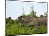 Bornean Pygmy Elephant Threshing Food, Sukau, Sabah, Borneo-Tony Heald-Mounted Photographic Print