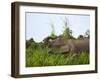 Bornean Pygmy Elephant Threshing Food, Sukau, Sabah, Borneo-Tony Heald-Framed Photographic Print