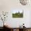 Bornean Pygmy Elephant Threshing Food, Sukau, Sabah, Borneo-Tony Heald-Photographic Print displayed on a wall