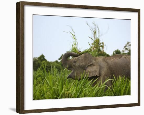 Bornean Pygmy Elephant Threshing Food, Sukau, Sabah, Borneo-Tony Heald-Framed Photographic Print