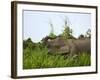 Bornean Pygmy Elephant Threshing Food, Sukau, Sabah, Borneo-Tony Heald-Framed Photographic Print