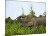 Bornean Pygmy Elephant Threshing Food, Sukau, Sabah, Borneo-Tony Heald-Mounted Photographic Print