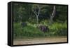 Bornean Pygmy Elephants (Elephas Maximus Borneensis)-Craig Lovell-Framed Stretched Canvas