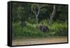 Bornean Pygmy Elephants (Elephas Maximus Borneensis)-Craig Lovell-Framed Stretched Canvas