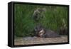 Bornean Pygmy Elephants (Elephas Maximus Borneensis)-Craig Lovell-Framed Stretched Canvas