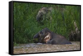 Bornean Pygmy Elephants (Elephas Maximus Borneensis)-Craig Lovell-Framed Stretched Canvas
