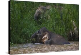 Bornean Pygmy Elephants (Elephas Maximus Borneensis)-Craig Lovell-Stretched Canvas