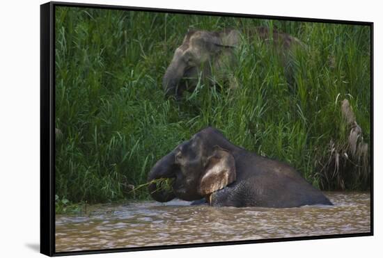 Bornean Pygmy Elephants (Elephas Maximus Borneensis)-Craig Lovell-Framed Stretched Canvas