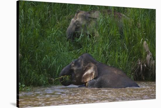 Bornean Pygmy Elephants (Elephas Maximus Borneensis)-Craig Lovell-Stretched Canvas