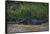 Bornean Pygmy Elephants (Elephas Maximus Borneensis)-Craig Lovell-Framed Stretched Canvas