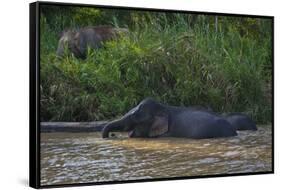 Bornean Pygmy Elephants (Elephas Maximus Borneensis)-Craig Lovell-Framed Stretched Canvas