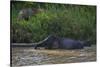 Bornean Pygmy Elephants (Elephas Maximus Borneensis)-Craig Lovell-Stretched Canvas