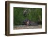 Bornean Pygmy Elephants (Elephas Maximus Borneensis)-Craig Lovell-Framed Premium Photographic Print