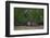 Bornean Pygmy Elephants (Elephas Maximus Borneensis)-Craig Lovell-Framed Premium Photographic Print