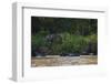 Bornean Pygmy Elephants (Elephas Maximus Borneensis)-Craig Lovell-Framed Photographic Print