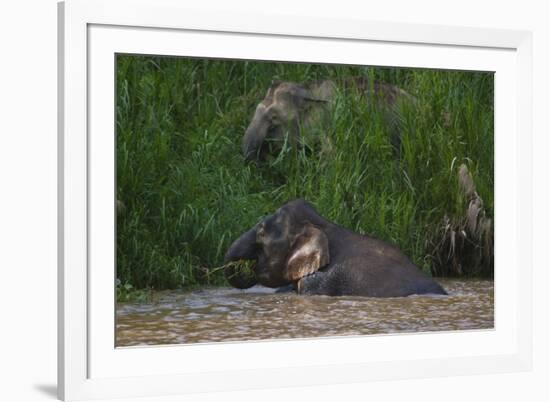 Bornean Pygmy Elephants (Elephas Maximus Borneensis)-Craig Lovell-Framed Photographic Print