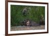 Bornean Pygmy Elephants (Elephas Maximus Borneensis)-Craig Lovell-Framed Photographic Print