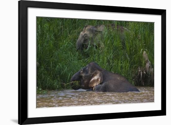 Bornean Pygmy Elephants (Elephas Maximus Borneensis)-Craig Lovell-Framed Photographic Print