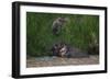 Bornean Pygmy Elephants (Elephas Maximus Borneensis)-Craig Lovell-Framed Photographic Print