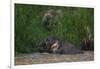 Bornean Pygmy Elephants (Elephas Maximus Borneensis)-Craig Lovell-Framed Photographic Print