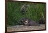 Bornean Pygmy Elephants (Elephas Maximus Borneensis)-Craig Lovell-Framed Photographic Print