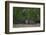 Bornean Pygmy Elephants (Elephas Maximus Borneensis)-Craig Lovell-Framed Photographic Print