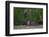 Bornean Pygmy Elephants (Elephas Maximus Borneensis)-Craig Lovell-Framed Photographic Print