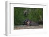 Bornean Pygmy Elephants (Elephas Maximus Borneensis)-Craig Lovell-Framed Photographic Print